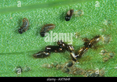 Molto giovane lily beetle Lilioceris lilii larve appena schiuse le uova su una foglia di giglio Foto Stock