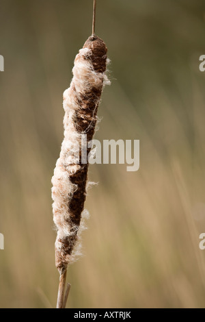 Primo piano di Great Reedmace (Typha latifolia) all'inizio della primavera. Sussex, Inghilterra, Regno Unito Foto Stock