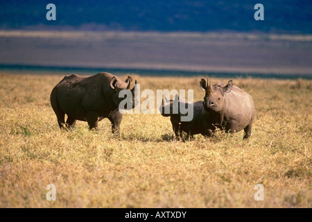 Un rinoceronte nero madre con i suoi due bambini nel cratere di Ngorongoro Tanzania Africa Foto Stock