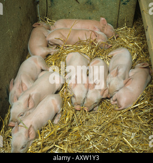 I giovani bianco grande dei suinetti svezzati piglet in penna su paglia wioth alcuni dormono Hampshire Foto Stock