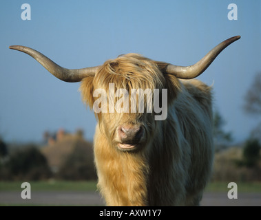 Testa di una libera compresa Highland mucca nel New Forest Hampshire Foto Stock