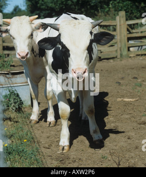 10 mesi Holstein bull vitelli in un piccolo paddock Devon Foto Stock