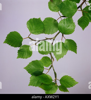 Molla di giovani foglie d'argento betulla Betula pendula Foto Stock