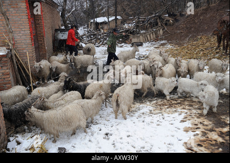 Agricoltore pastori allevamento ovini in un villaggio nella contea di Chicheng, nella provincia di Hebei (Cina). 28-Mar-2008 Foto Stock