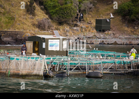 Akaroa Isola del Sud della Nuova Zelanda può salmoni Pesci fattoria con uomini al lavoro su gabbie in porto di Akaroa sulla Penisola di Banks Foto Stock