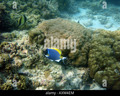 Polvere Pesce chirurgo blu / codolo [Bandos Island Reef, Kaafu Atoll, Maldive, Asia] .