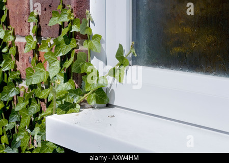 Primo piano di edera Hedera helix che crescono su di un muro di una casa e intorno a una finestra Foto Stock