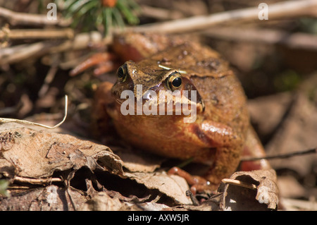 Moor frog (Rana arvalis) Foto Stock