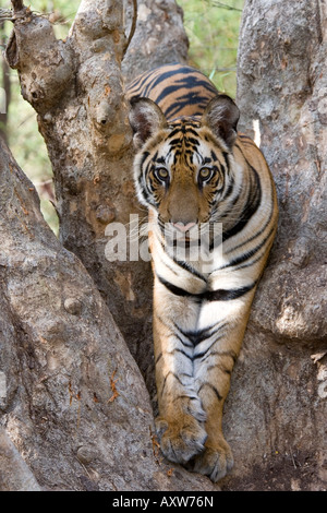 Indian Tiger (tigre del Bengala) (Panthera tigris tigris), Bandhavgarh National Park, Madhya Pradesh, India, Asia Foto Stock