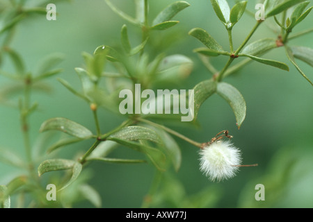 Il creosoto bush (Larrea Purshia), pianta medicinale per la terapia del cancro Foto Stock