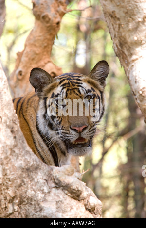 Indian Tiger (tigre del Bengala) (Panthera tigris tigris), Bandhavgarh National Park, Madhya Pradesh, India, Asia Foto Stock