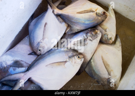 Centro Tekka Little India fishmarket mercato del pesce a Singapore il mercato bagnato la vendita di frutta e verdura fresca carne pesce spezie cibo Foto Stock