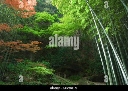 Foresta di Bamboo, Hokokuji Giardino del Tempio a Kamakura, nella prefettura di Kanagawa, Giappone, Asia Foto Stock