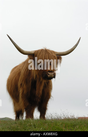 Highland scozzesi bovini (Bos primigenius f. taurus), su pascoli, Paesi Bassi, Texel Foto Stock