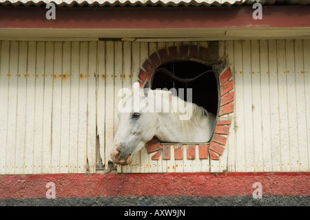 Cavallo in maneggio sul modo di Monteverde in Costa Rica Foto Stock