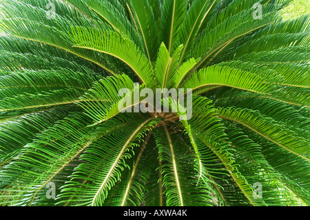 Tree Fern, Arenal, Costa Rica Foto Stock