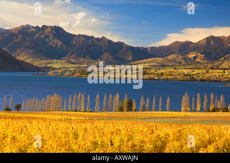 Vigneto e il lago Wanaka, Wanaka di Central Otago, South Island, in Nuova Zelanda, Pacific Foto Stock
