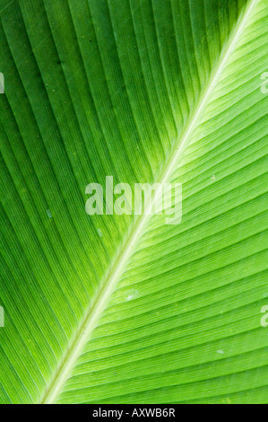 Foglia, zona Arenal, Costa Rica Foto Stock