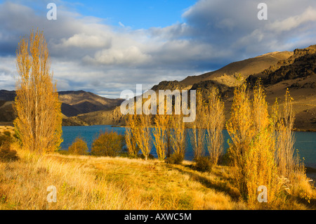 Alberi di pioppo e lago Dunstan, Cromwell di Central Otago, South Island, in Nuova Zelanda, Pacific Foto Stock