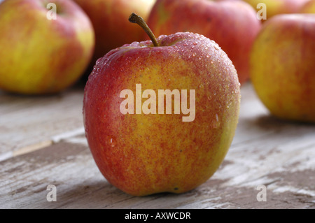 Apple tree (malus domestica), Gala di ordinamento Foto Stock
