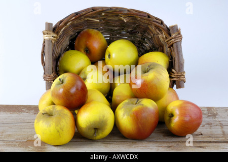 Apple tree (malus domestica), le mele in un cestello, sorta Goldparmaene Foto Stock