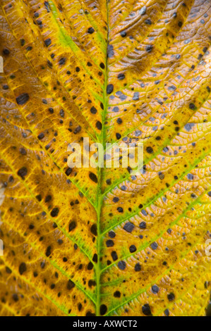 Foglia di Rodgersia aesculifolia, var henrici Foto Stock