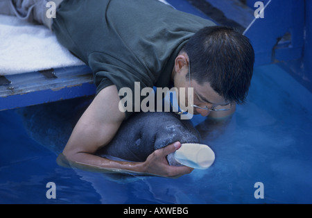 West Indian lamantino, Florida manatee, lamantino dei Caraibi, Antillean lamantino (Trichechus manatus), individuo giovane beeing alimentato Foto Stock