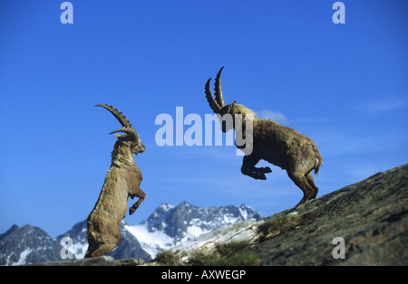 Stambecco delle Alpi (Capra ibex), combattimento, Germania Foto Stock