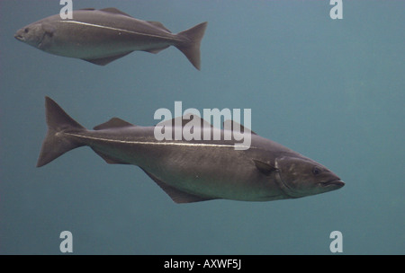 Merluzzo carbonaro, Pollock, Atlantic pollock, Coley, Merluzzi carbonari (Pollachius virens), due individui Foto Stock