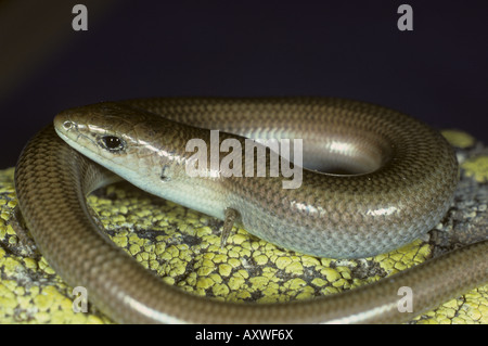 Tre-toed skink, algerini cilindrica (skink Chalcides chalcides), in pietra con i licheni Foto Stock