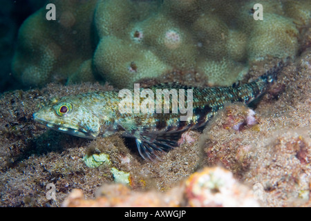 Sabbia Lizardfish subacqueo vicino alla costa di Maui, Hawaii Foto Stock