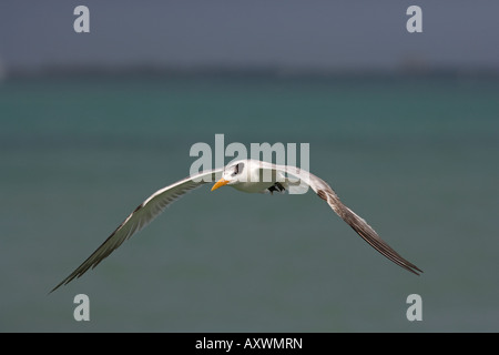 Royal Tern Sterna maxima Florida USA Foto Stock