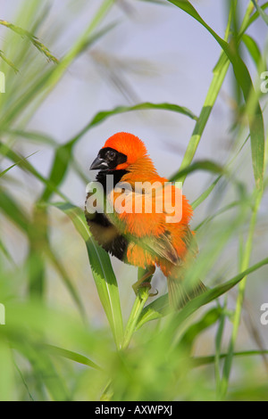 Rosso del sud (Vescovo Euplectes orix), maschio in allevamento piumaggio, Parco Nazionale di Pilanesberg, Nord Ovest Game Reserve, Sud Africa Foto Stock