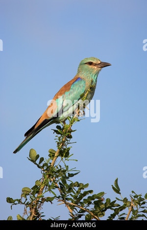 Rullo europea (Coracias garrulus), Kruger National Park, Sud Africa e Africa Foto Stock