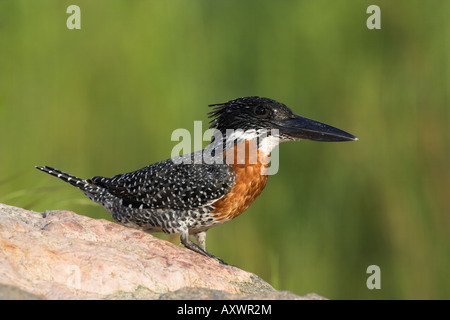 Giant kingfisher (Megaceryle maximus), appollaiato sulla roccia nel Parco Nazionale di Kruger, Mpumalanga, Sud Africa e Africa Foto Stock