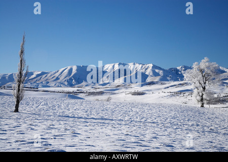 Trasformata per forte gradiente di brina sui terreni agricoli vicino Wedderburn e gamma di Ida Maniototo Isola del Sud della Nuova Zelanda Foto Stock