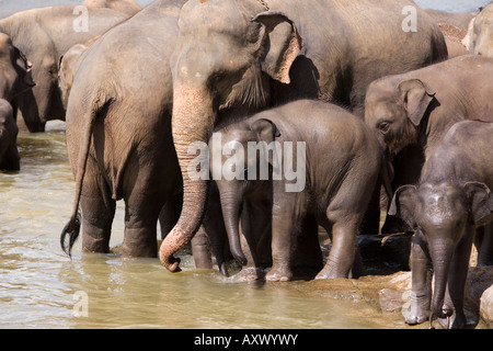 Gli elefanti balneazione nel fiume, Pinnewala Elephant Orfanotrofio, vicino a Kegalle, Hill Country, Sri Lanka, Asia Foto Stock