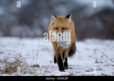 Red Fox, Vulpes vulpes, Churchill, Manitoba, Canada, America del Nord Foto Stock