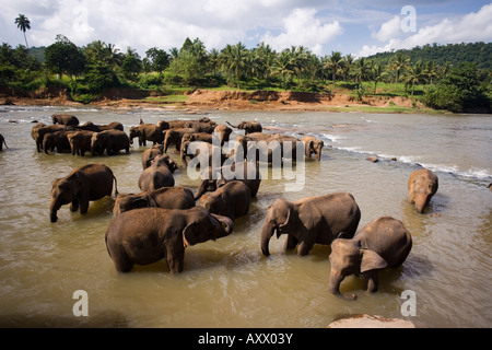 Gli elefanti balneazione nel fiume, Pinnewala Elephant orfanotrofio vicino a Kegalle, Hill Country, Sri Lanka, Asia Foto Stock