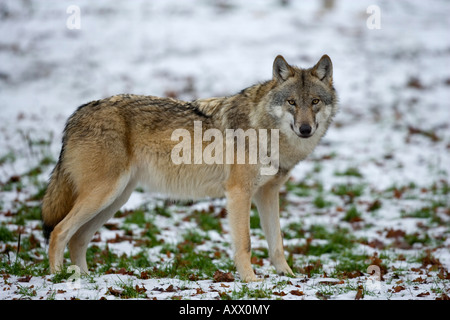 Lupo grigio (grigio lupo), Canis lupus, preservare la fauna selvatica, Rheinhardswald, Germania, Europa Foto Stock