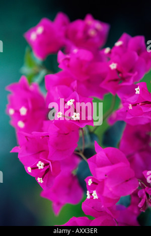 Il Bougainvillea blooming, isola di Martinica, Piccole Antille, French West Indies, dei Caraibi e America centrale Foto Stock