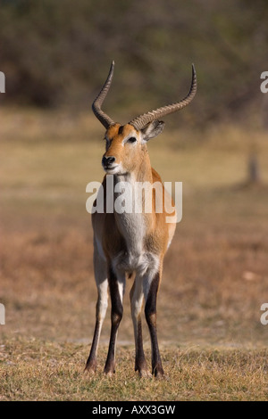 Red lechwe, Kobus leche leche, riserva Moremi, Botswana, Africa Foto Stock