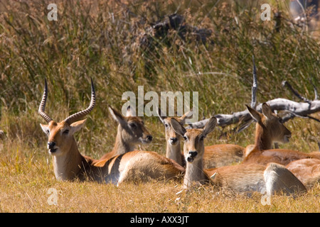 Red lechwe, Kobus leche leche, riserva Moremi, Botswana, Africa Foto Stock