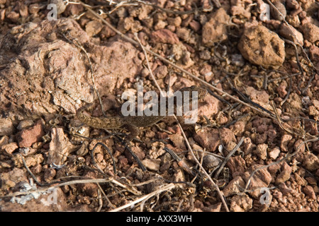 Foglia Floreana toed Gecko bauri Phyllodactylus Foto Stock