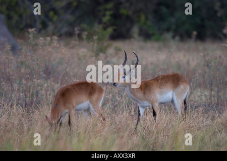 Red lechwe, Kobus leche leche, riserva Moremi, Botswana, Africa Foto Stock