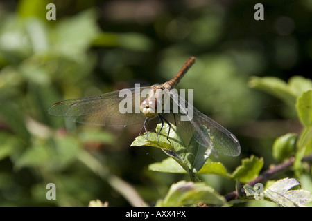 Ruddy darter femmina Foto Stock