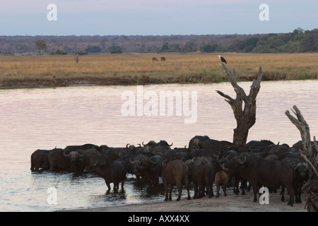 Bufali africani, Syncerus caffer, fiume Chobe, Chobe National Park, Botswana, Africa Foto Stock