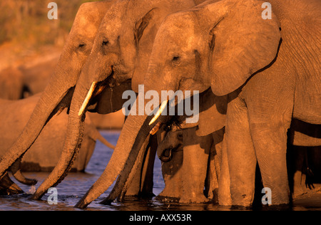 Elefante africano (Loxodonta africana), il fiume Chobe, Chobe National Park, Botswana Foto Stock