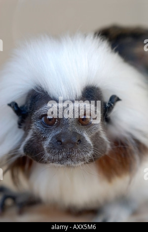 Cotton-Top Tamarin Foto Stock