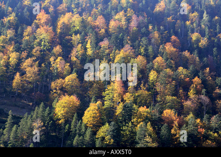 Autunno scenario della foresta Hinterriss Eng Karwendel valle Tirolo Austria Foto Stock